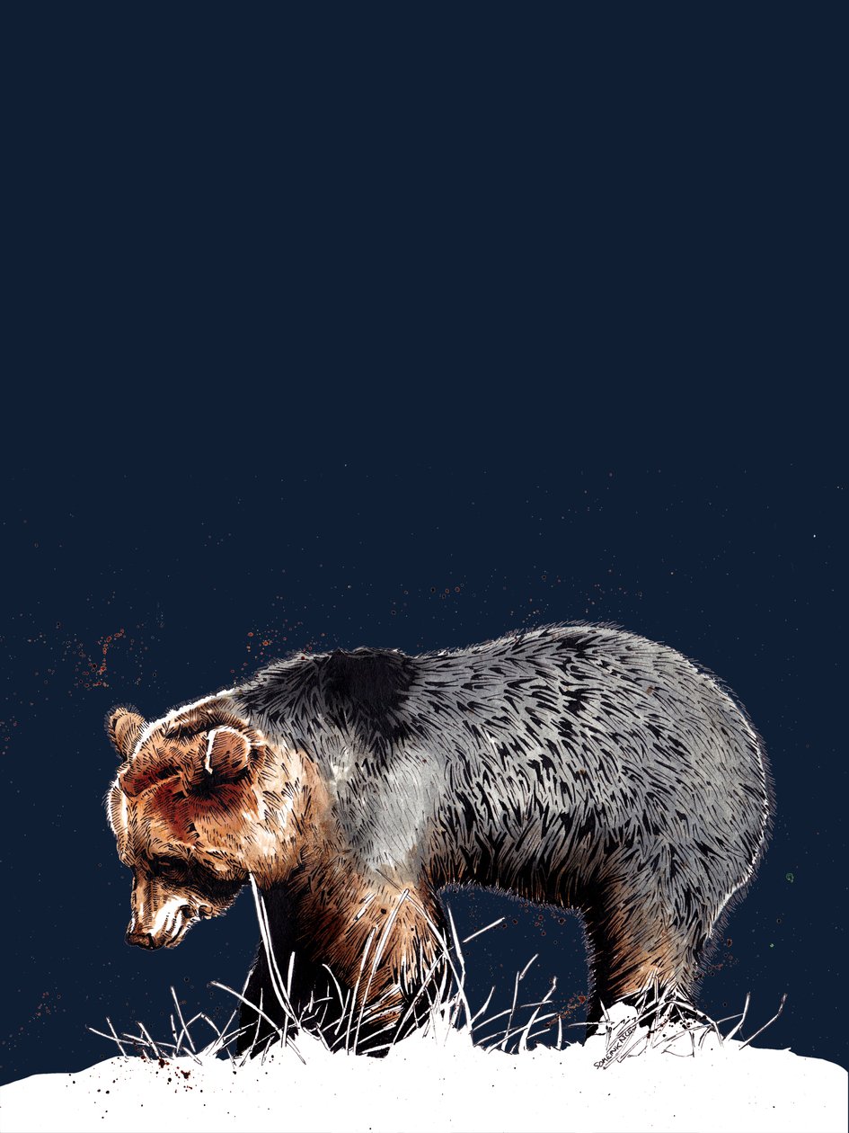 The Bear on Midnight Blue, 2020 af Mike Davis