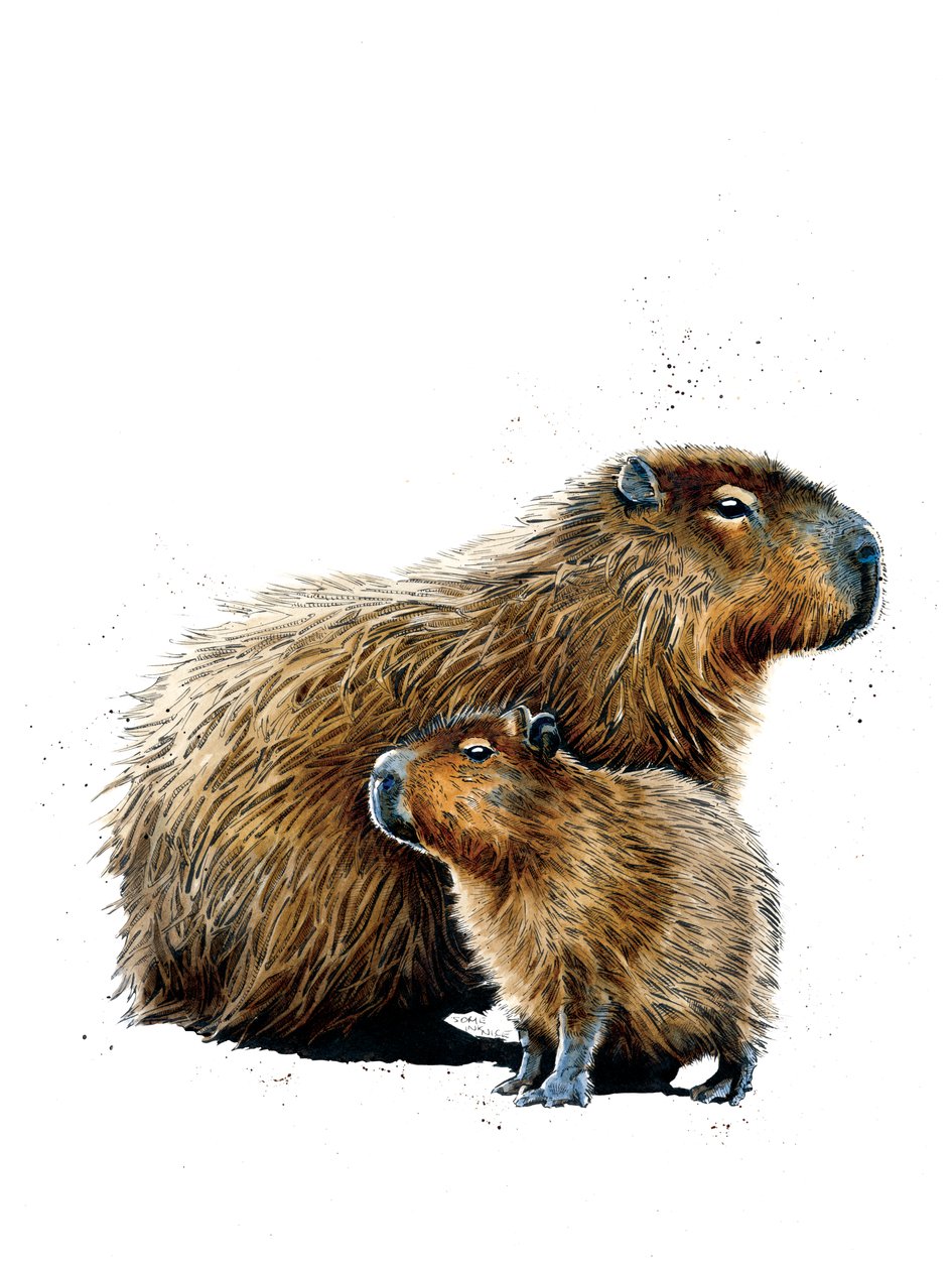 The Capybaras on White, 2019 af Mike Davis