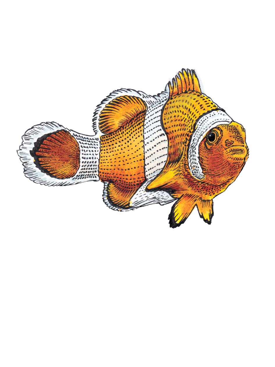 Klovnefisken på hvidt, 2022 af Mike Davis