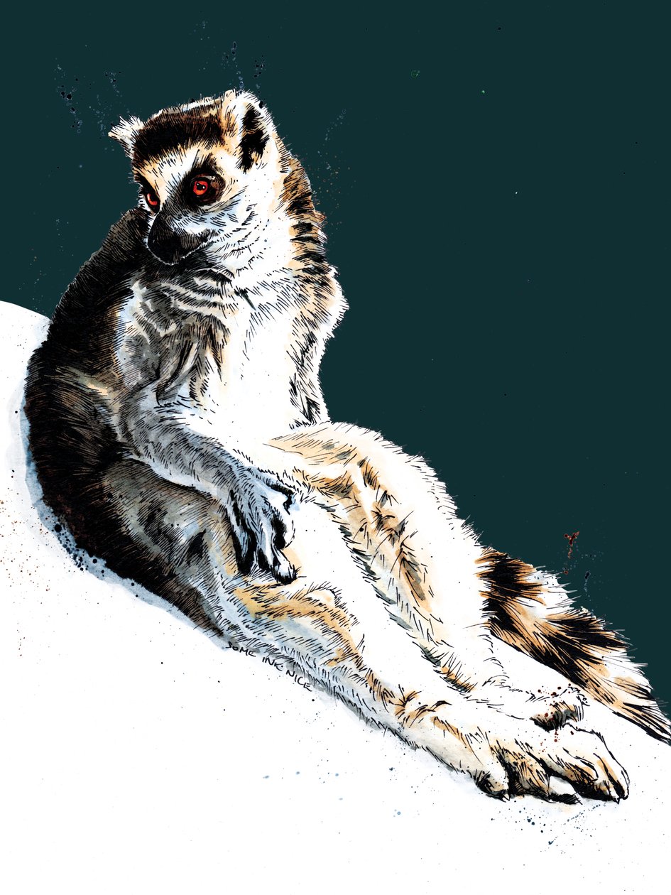 The Lazy Lemur on Midnight Blue, 2020 af Mike Davis