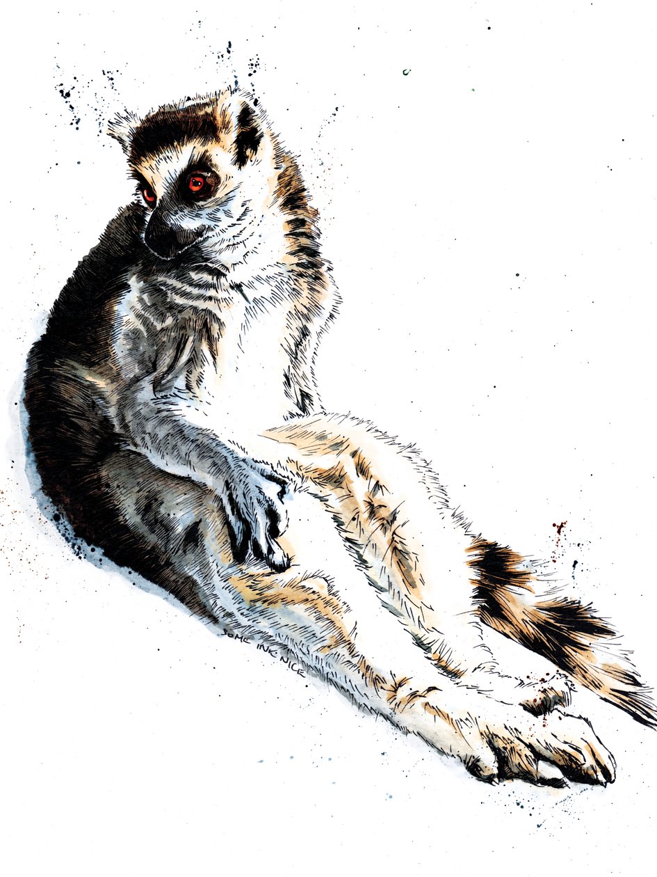 Den dovne lemur på hvidt, 2020 af Mike Davis