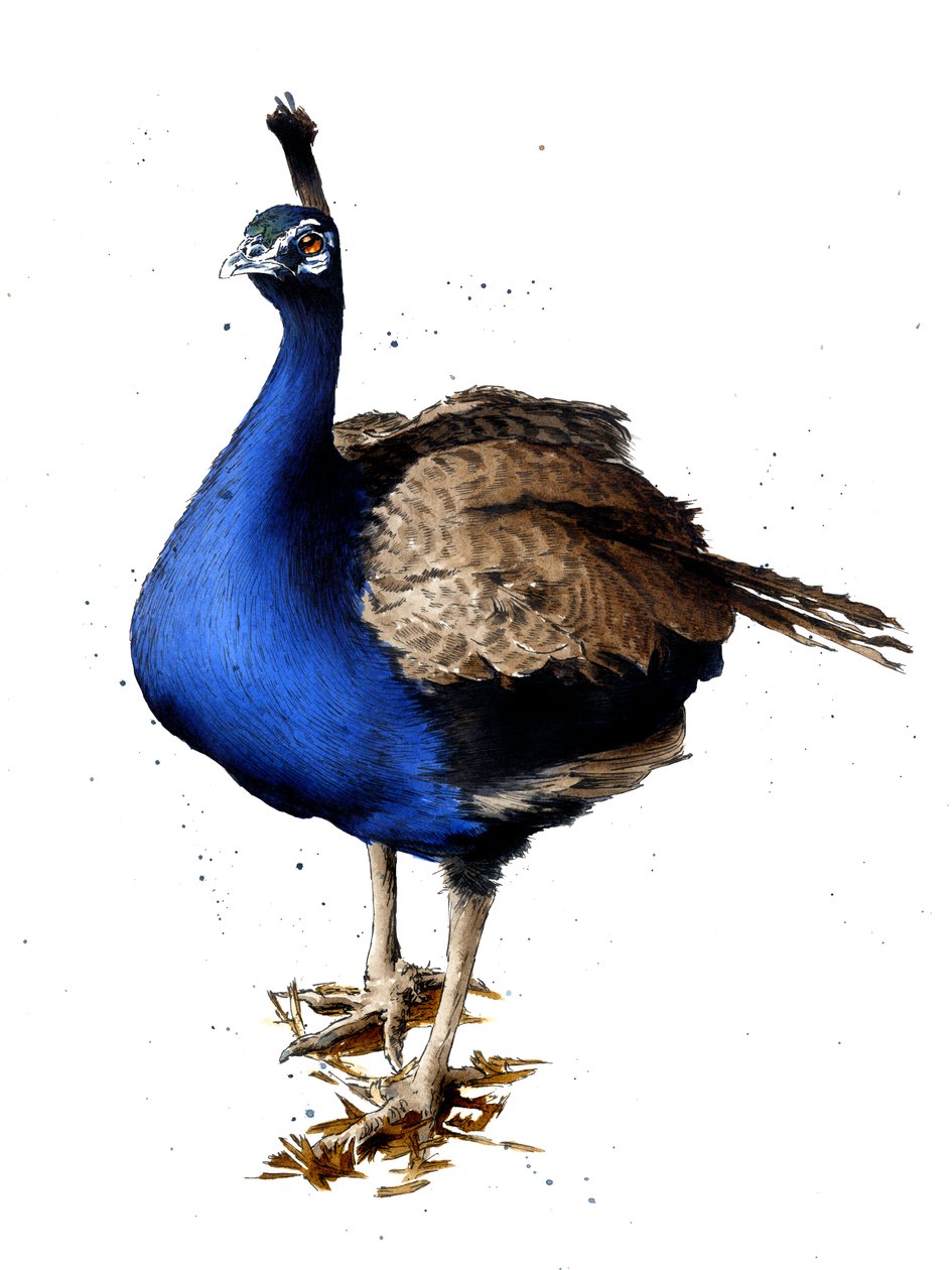 Påfuglen på hvidt, 2019 af Mike Davis