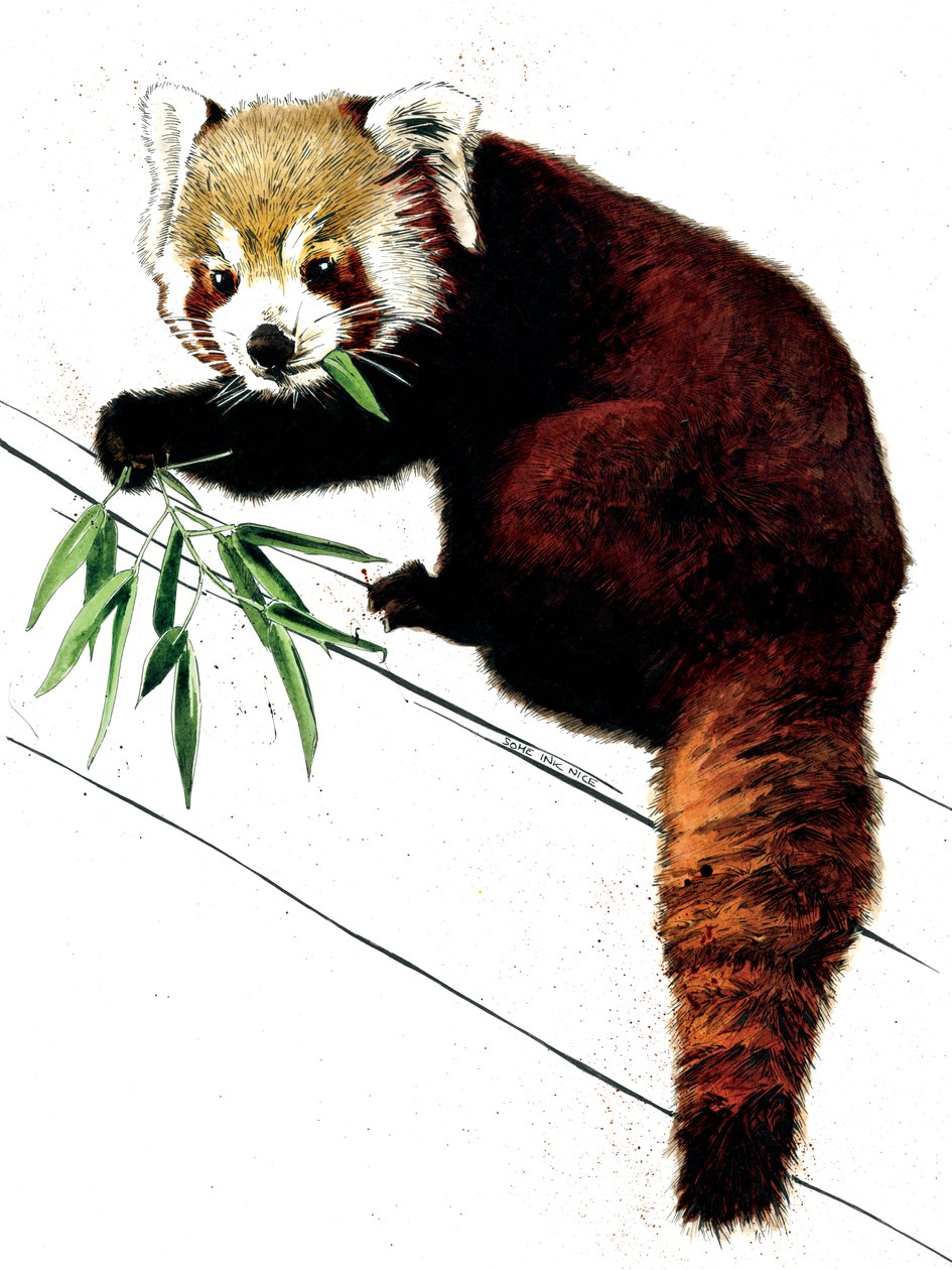 Den røde panda på hvidt, 2020 af Mike Davis