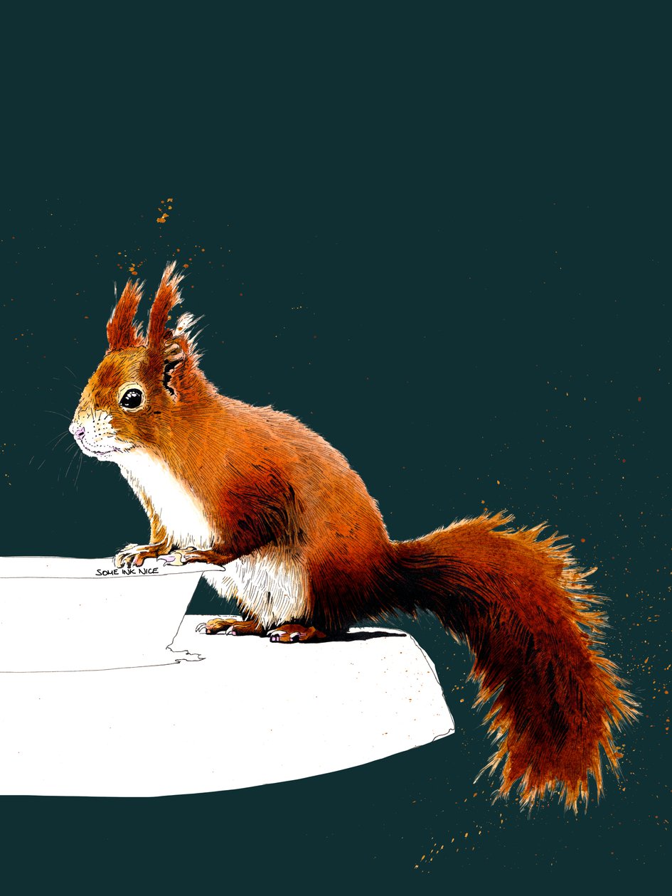The Red Squirrel on Deep Cyan, 2020 af Mike Davis