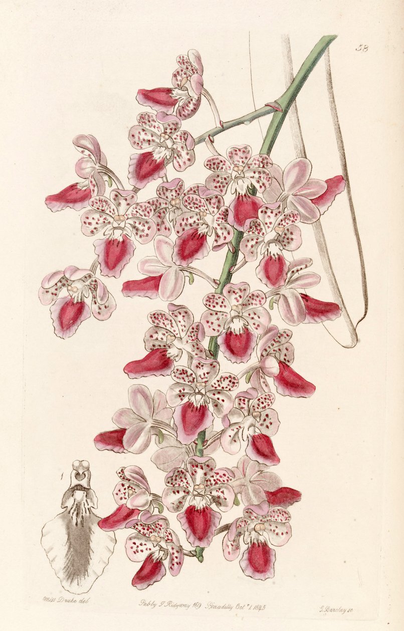 Aerides maculosa (som Aerides maculosum) af Miss Drake