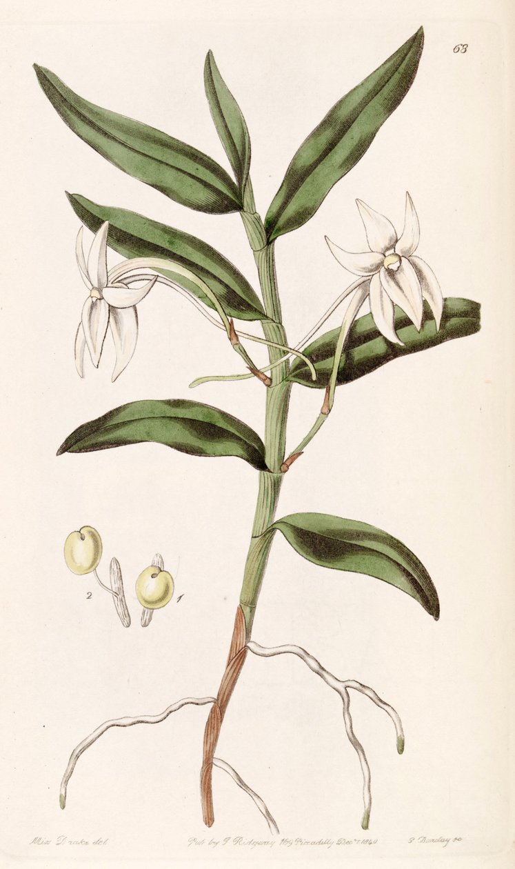 Angraecum mauritianus (som syn. Angraecum gladiifolium) af Miss Drake