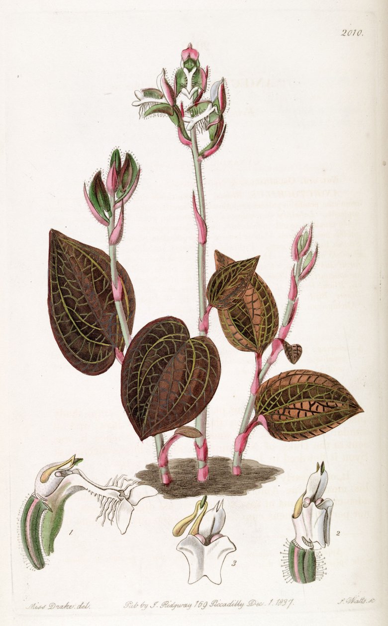 Anoectochilus setaceus af Miss Drake