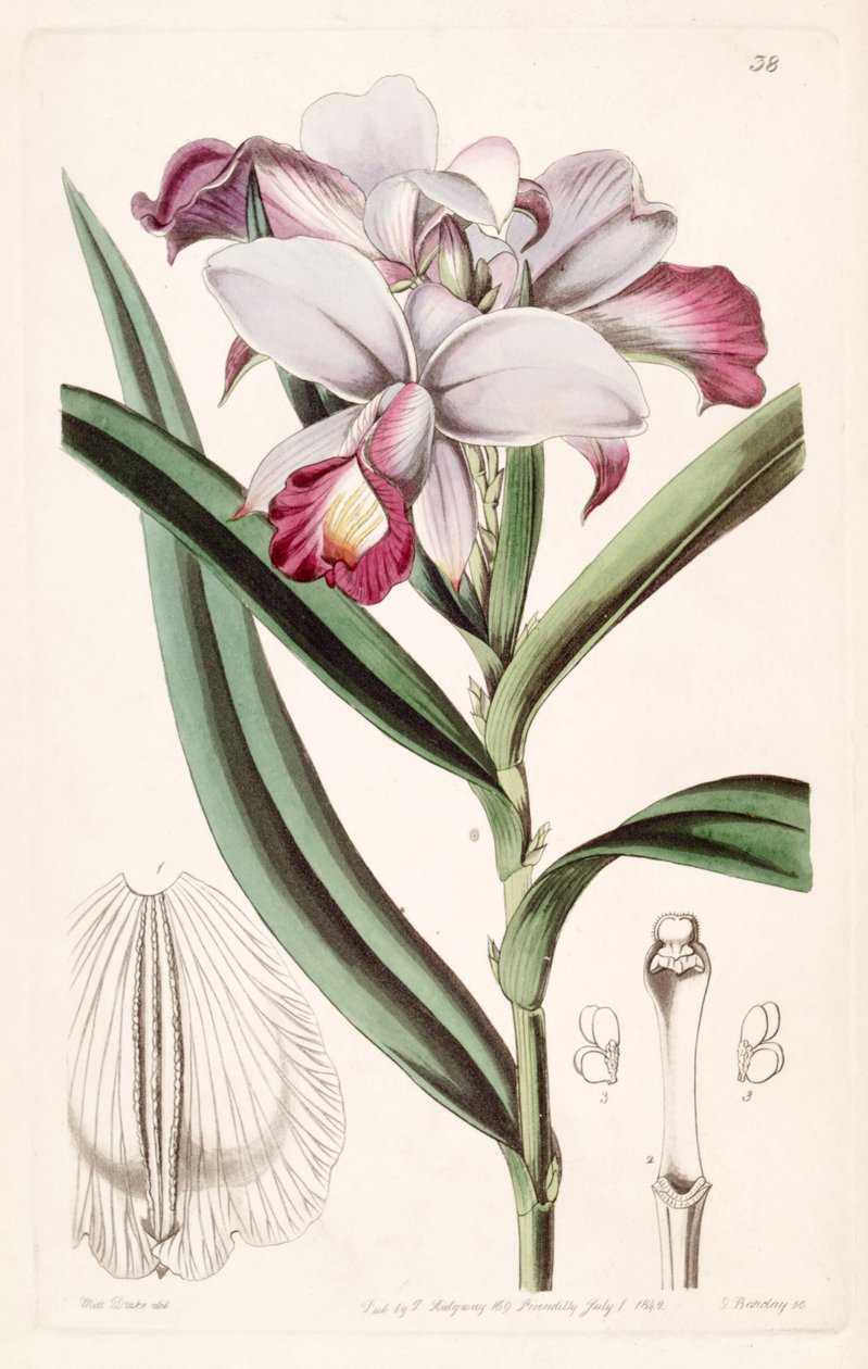 Arundina graminifolia (som syn. Arundina tæt) af Miss Drake