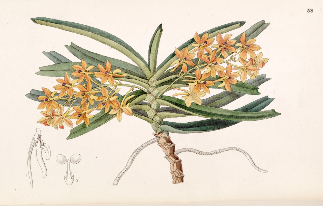 Ascocentrum miniatum (som syn. Saccolabium miniatum) af Miss Drake