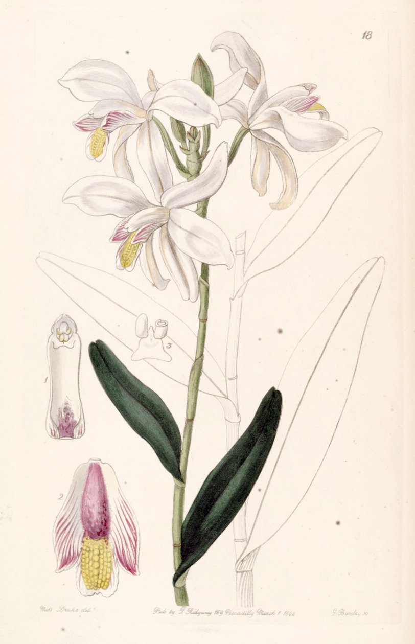 Bromheadia finlaysoniana (som syn. Bromheadia palustris) af Miss Drake