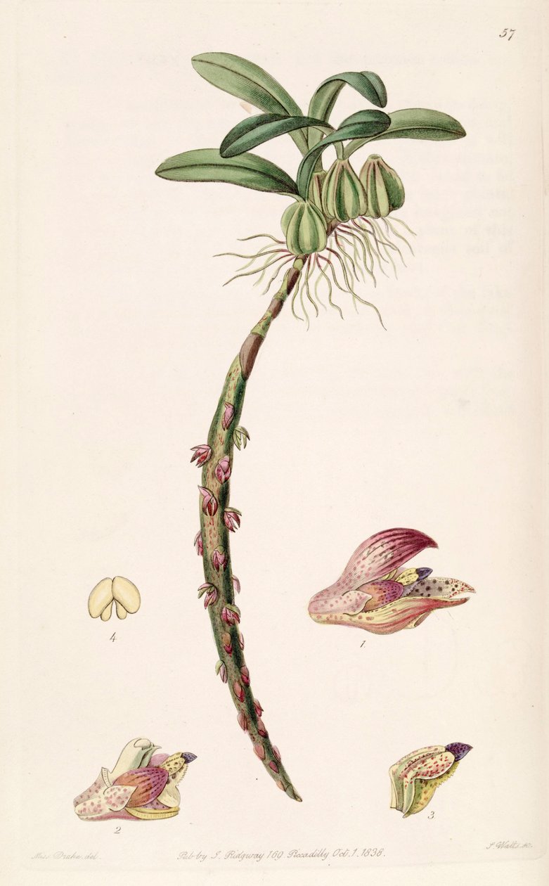 Bulbophyllum bracteolatum (stavet Bolbophyllum bracteolatum) af Miss Drake