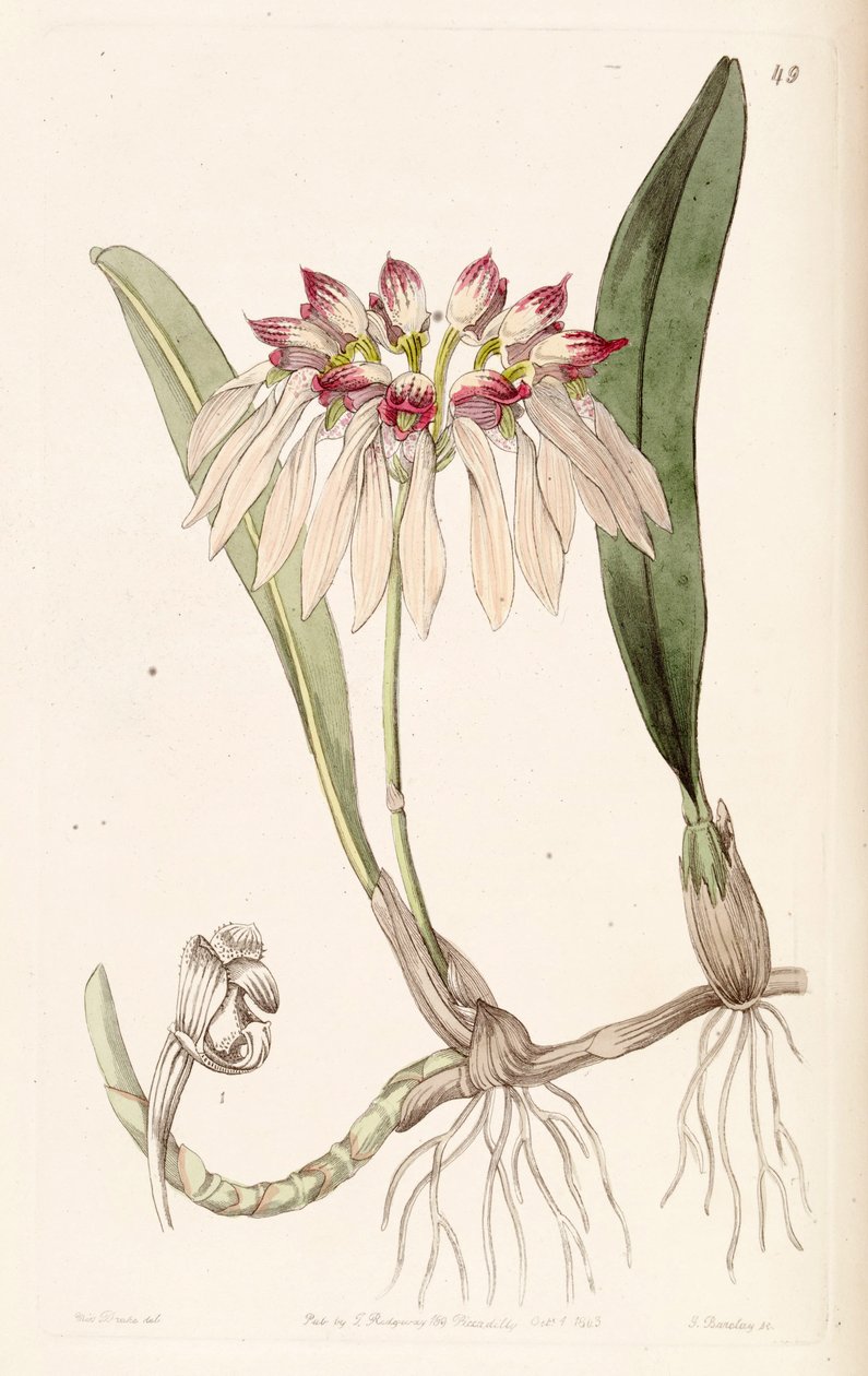 Bulbophyllum chinense (som syn. Cirrhopetalum chinense) af Miss Drake