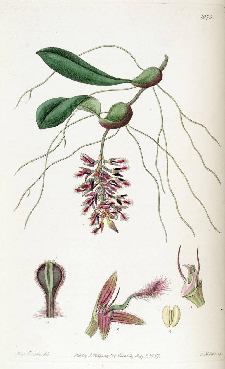 Bulbophyllum saltatorium (stavet Bolbophyllum saltatorium) af Miss Drake