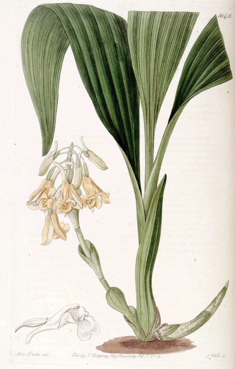 Calanthe densiflora af Miss Drake