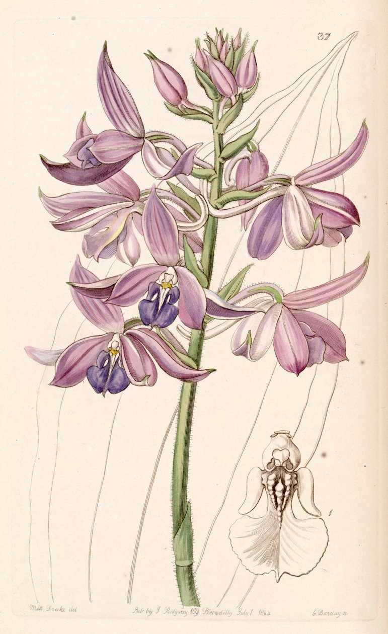 Calanthe sylvatica (som syn. Calanthe masuca) af Miss Drake
