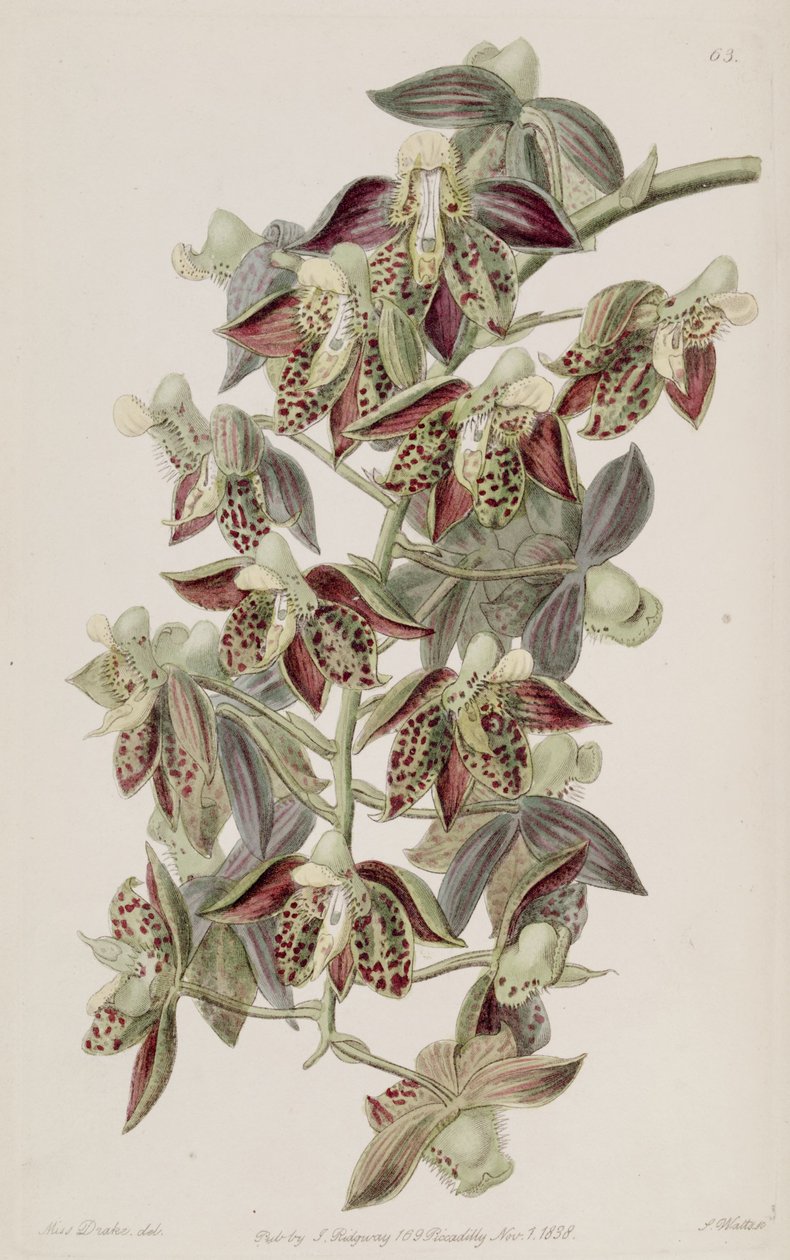 Catasetum atratum af Miss Drake