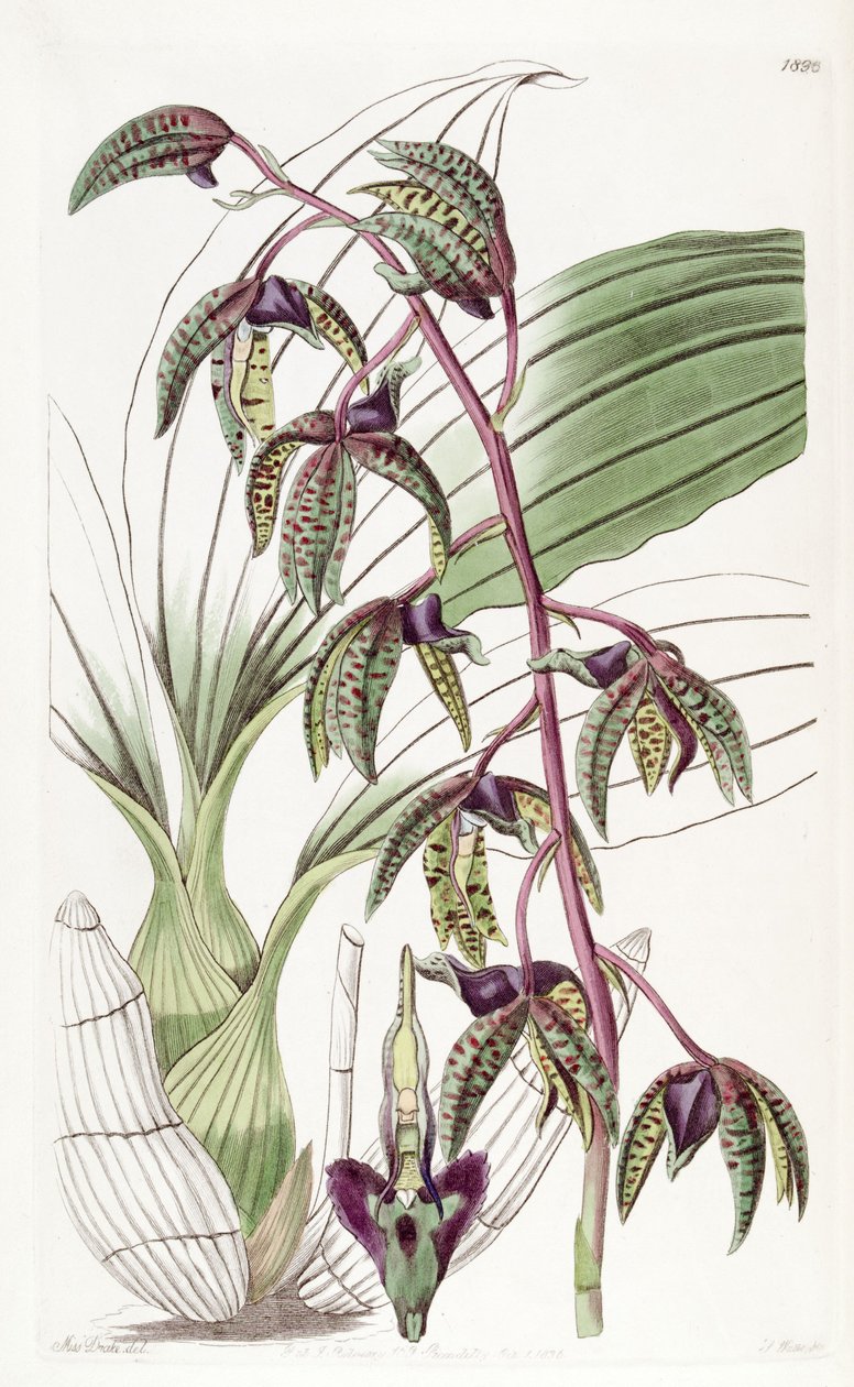 Catasetum deltoideum (som syn. Myanthus deltoideus) af Miss Drake