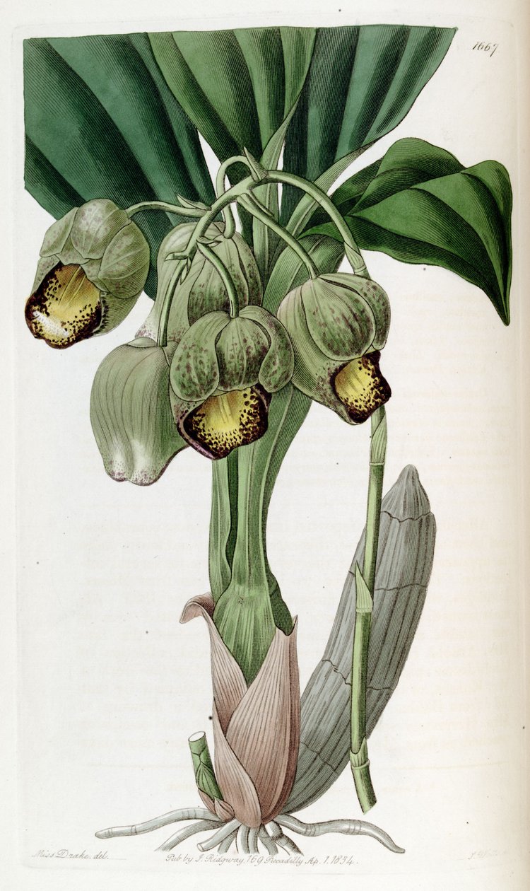 Catasetum luridum af Miss Drake