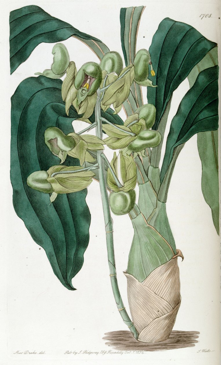 Catasetum ren (som syn. Catasetum semiapertum) af Miss Drake