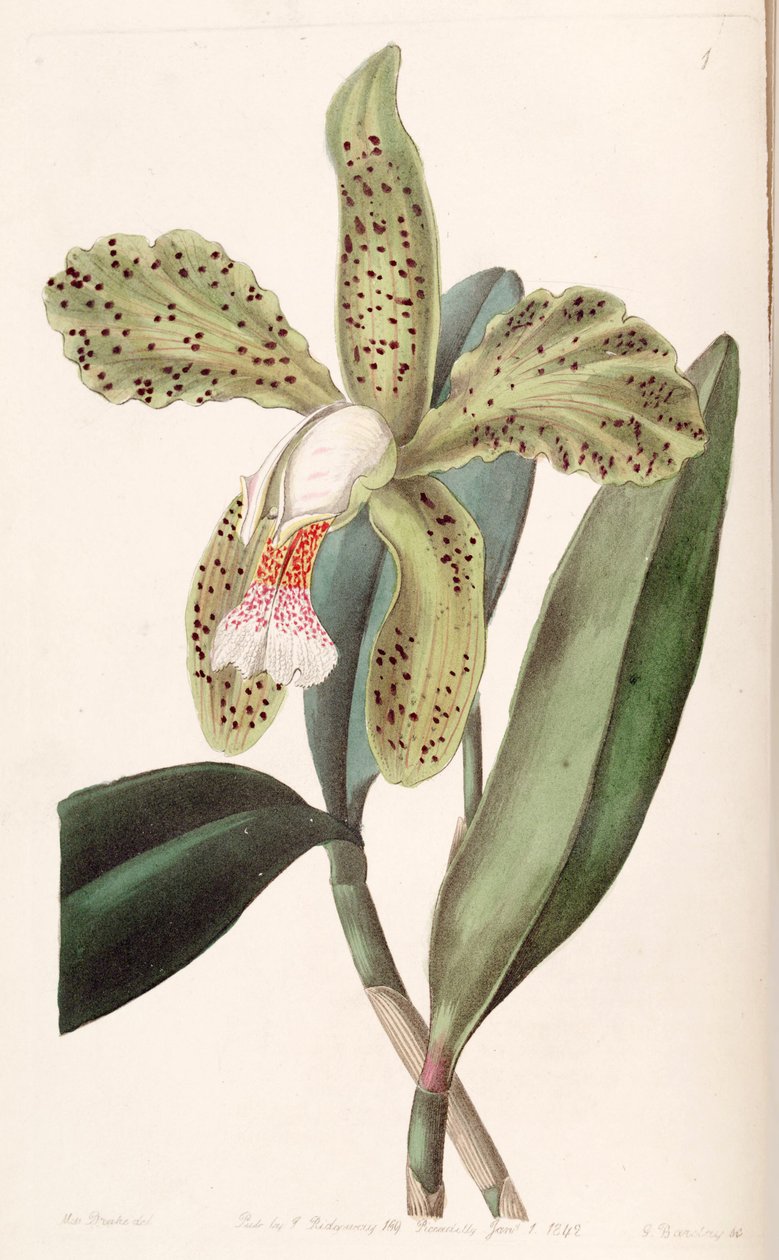 Cattleya granulosa af Miss Drake
