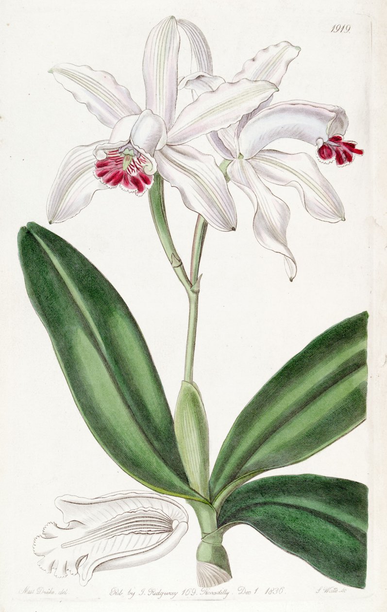 Cattleya intermedia (som syn. Cattleya intermedia var. Pallida) af Miss Drake