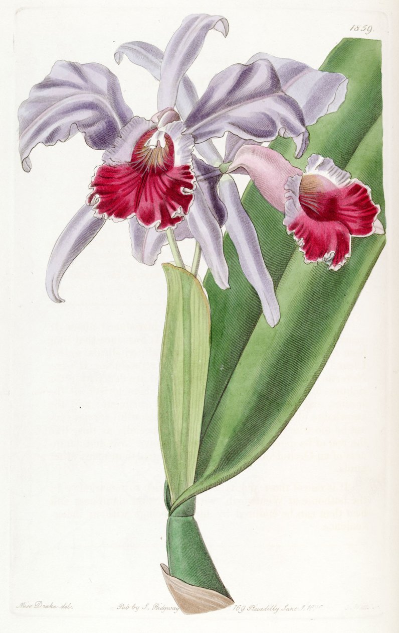 Cattleya labiata af Miss Drake