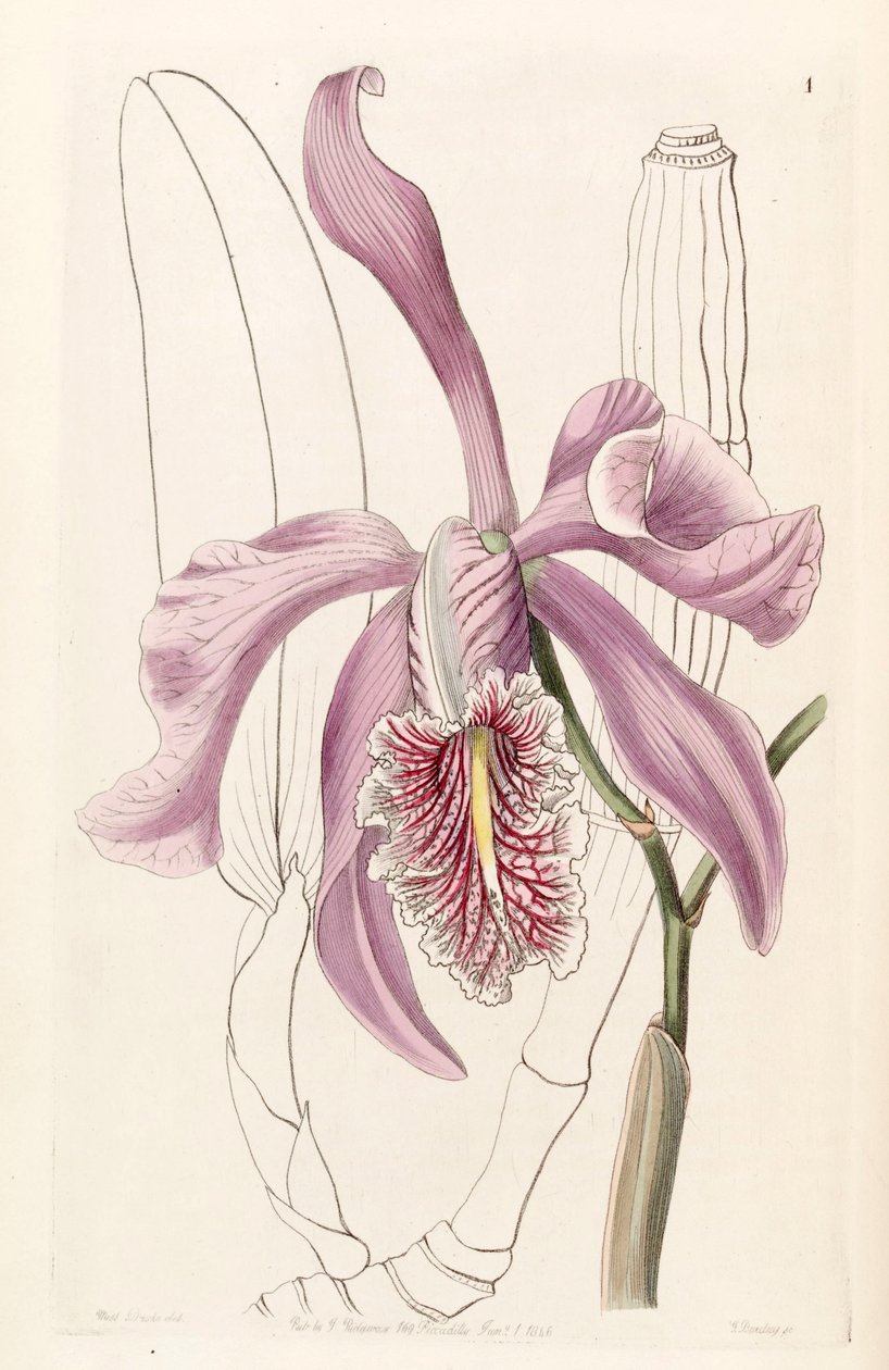 Cattleya maxima af Miss Drake