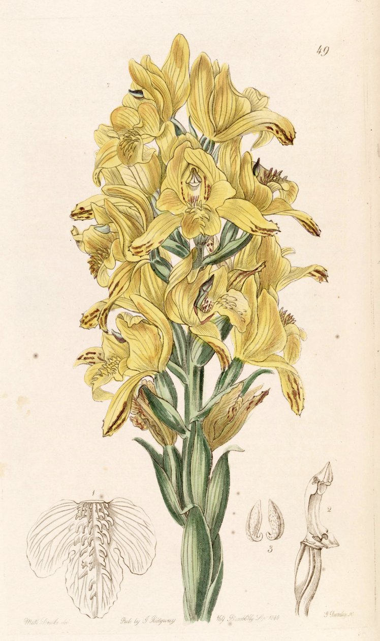 Chloraea piquichen (som syn. Chloraea virescens) af Miss Drake