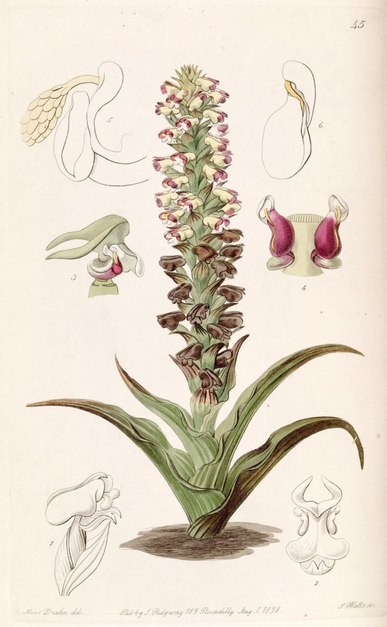 Corycium orobanchoides af Miss Drake