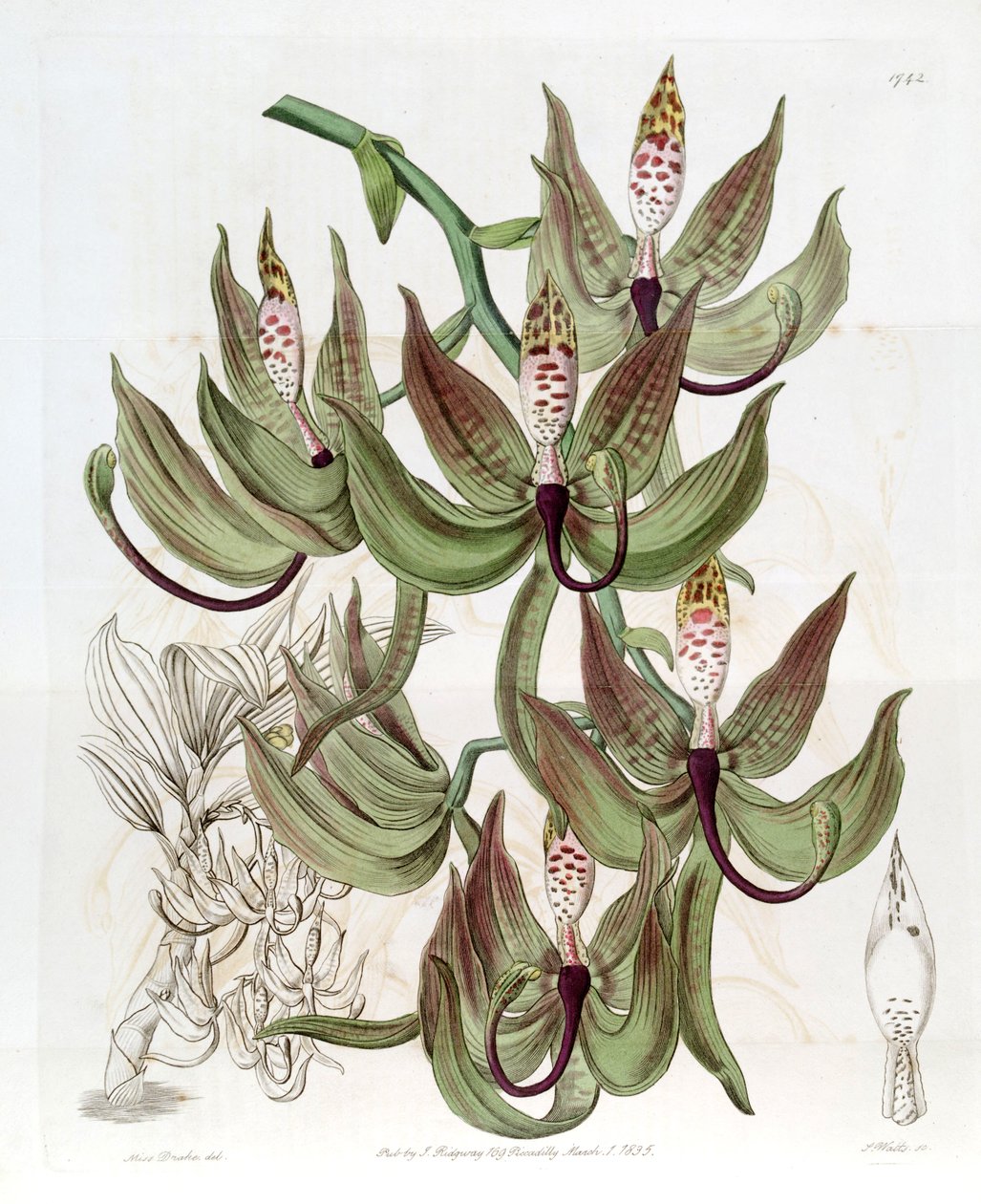 Cycnoches loddigesii af Miss Drake