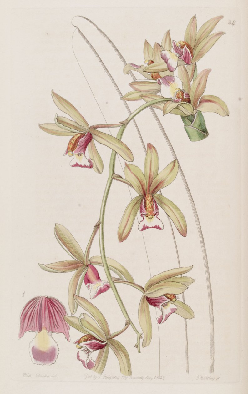 Cymbidium aloifolium (som syn. Cymbidium pendulum var. Brevilabre) af Miss Drake
