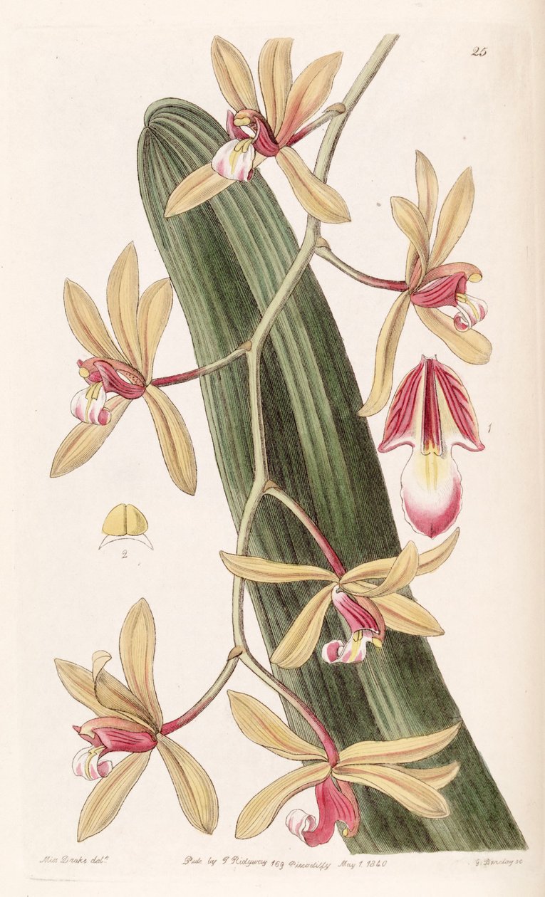 Cymbidium aloifolium (som syn. Cymbidium pendul) af Miss Drake