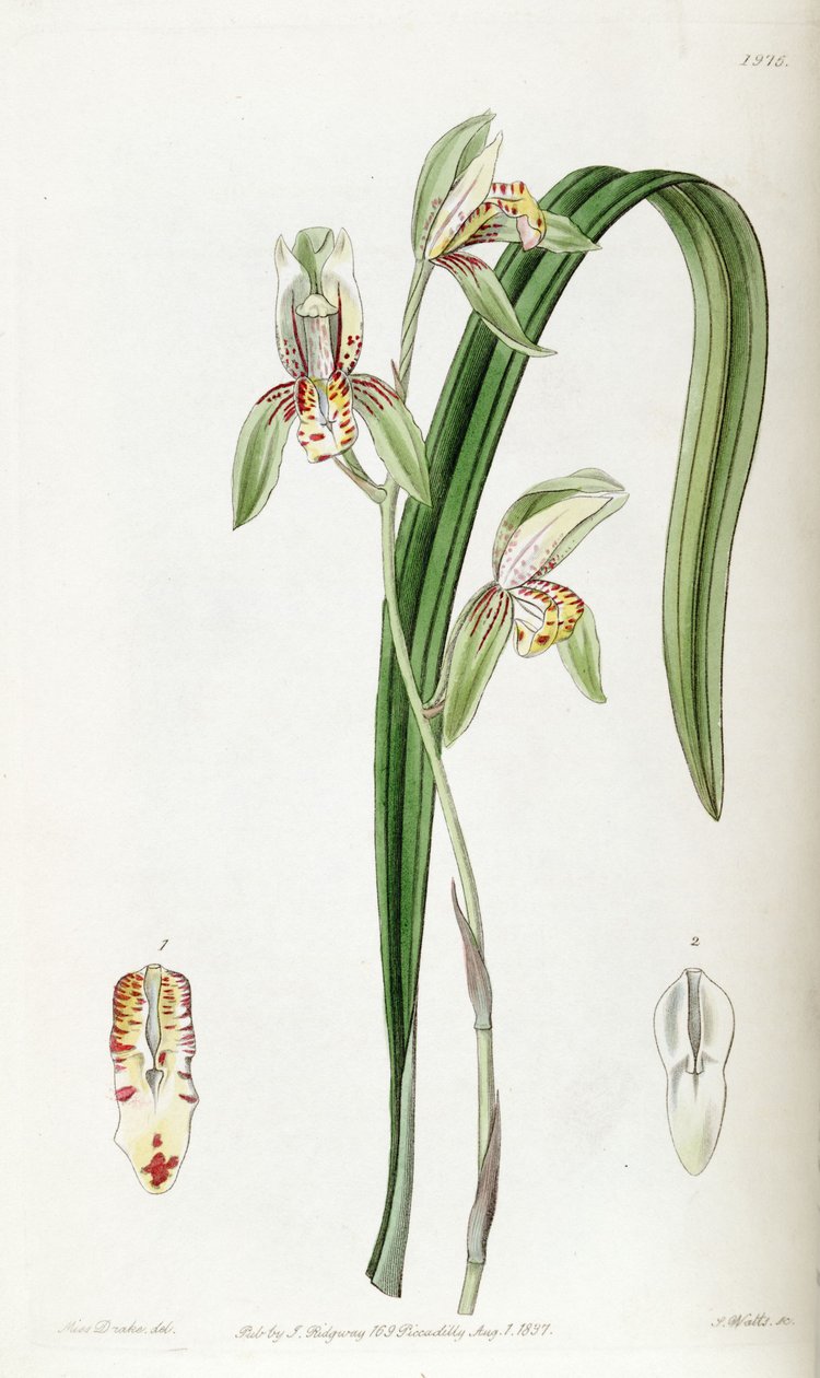 Cymbidium ensifolium (som syn. Cymbidium ensifolium var. Estriatum) af Miss Drake