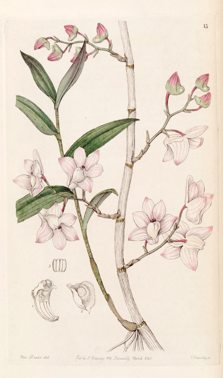 Dendrobium hookeri af Miss Drake