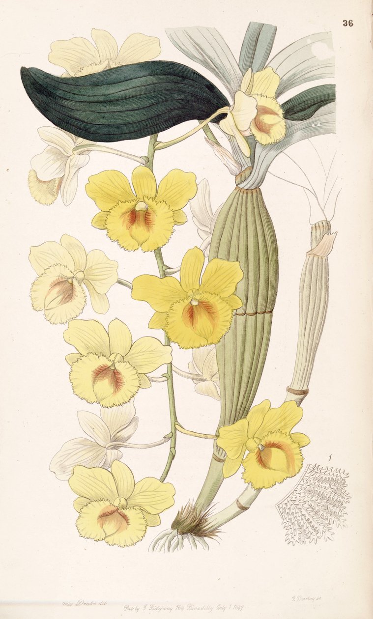 Dendrobium chrysotoxum af Miss Drake