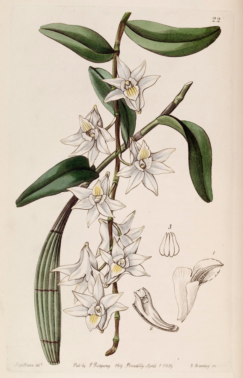 Dendrobium crumenatum af Miss Drake