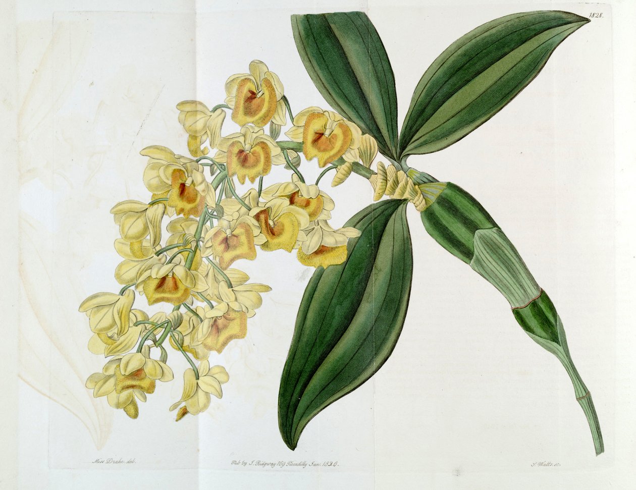 Dendrobium densiflorum af Miss Drake