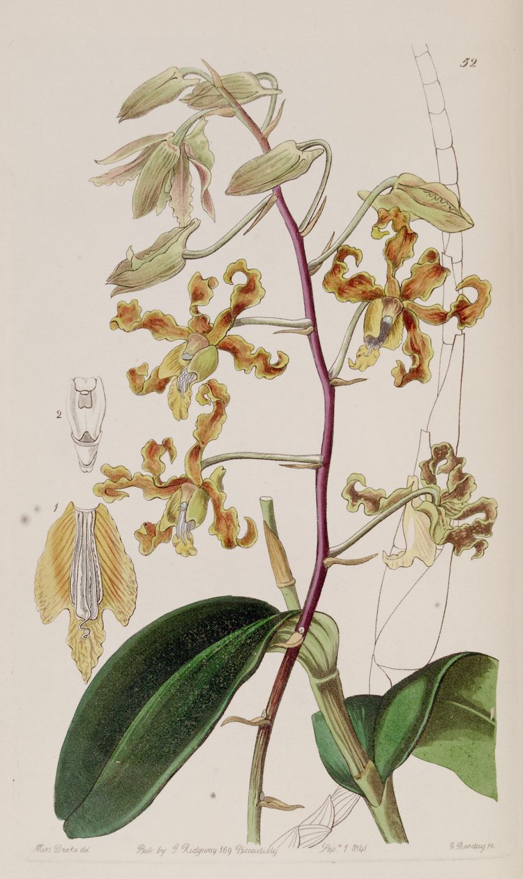 Dendrobium misfarvning af Miss Drake