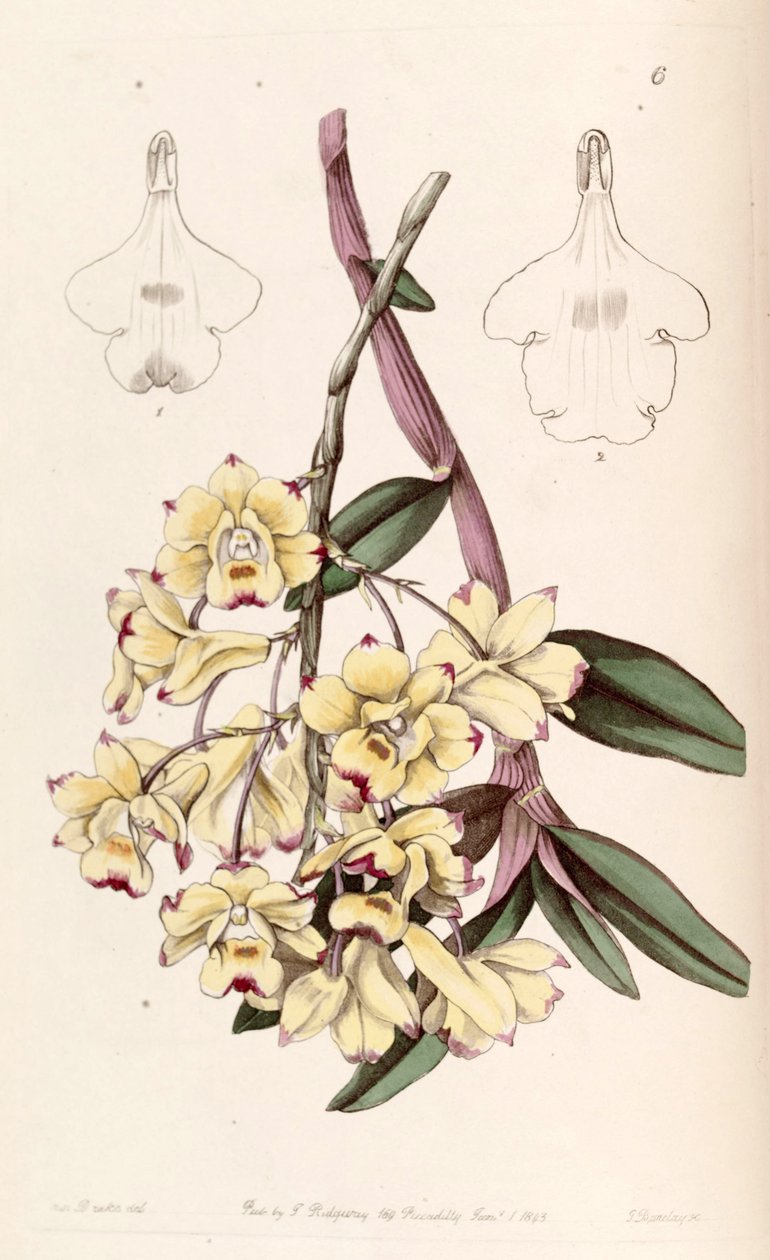 Dendrobium sanguinolentum af Miss Drake