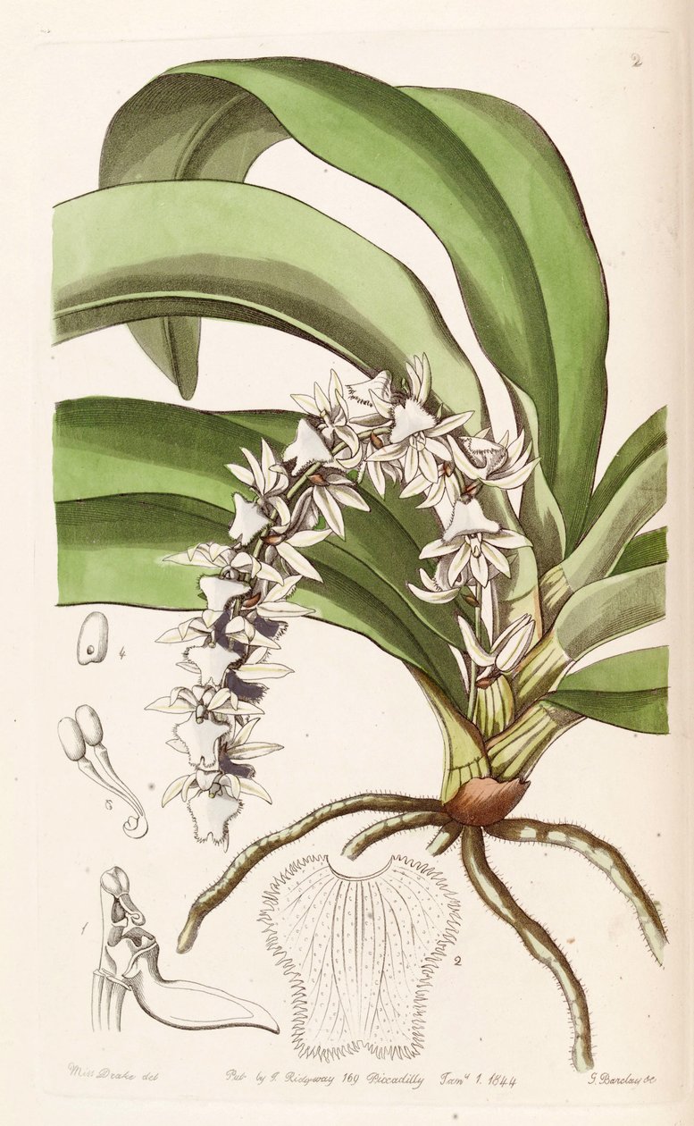 Diaphananthe pellucida (som syn. Angraecum pellucidum) af Miss Drake