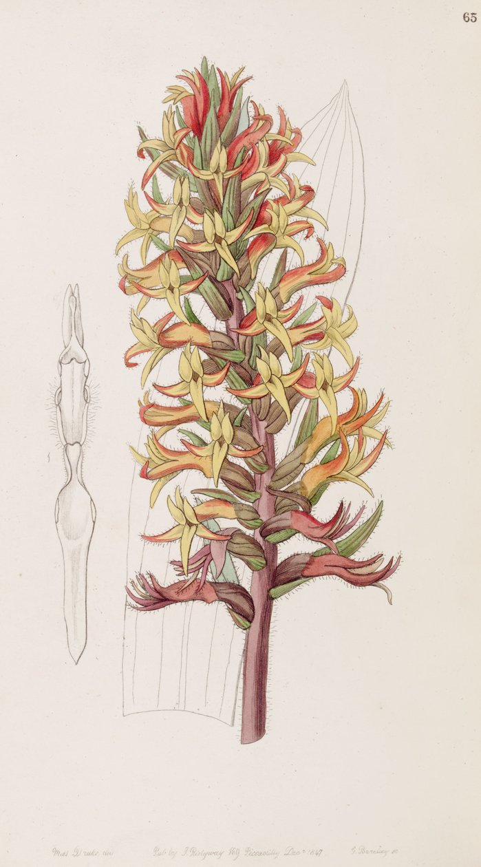 Dichromanthus cinnabarinus (som syn. Stenorrhynchos cinnabarinum, stavet af Lindley som Stenorhynchus cinnabarinus)) af Miss Drake