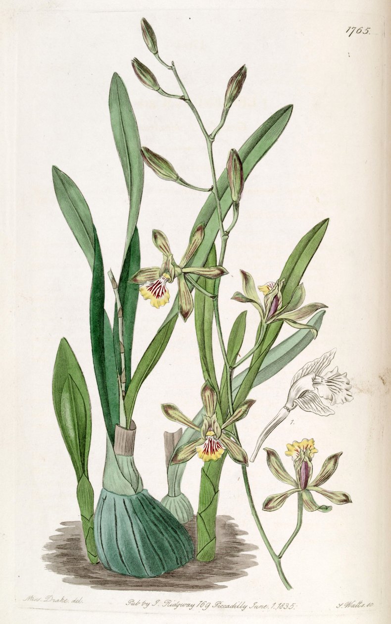 Encyclia gracilis (som syn. Epidendrum gracile) af Miss Drake