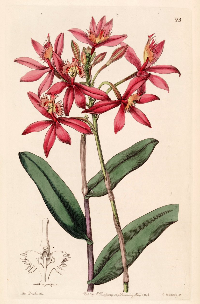 Epidendrum cinnabarinum af Miss Drake