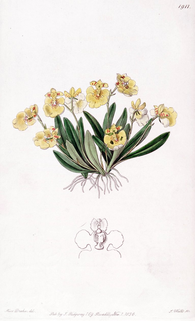 Erycina crest-galli (som syn. Oncidium iridifolium) af Miss Drake