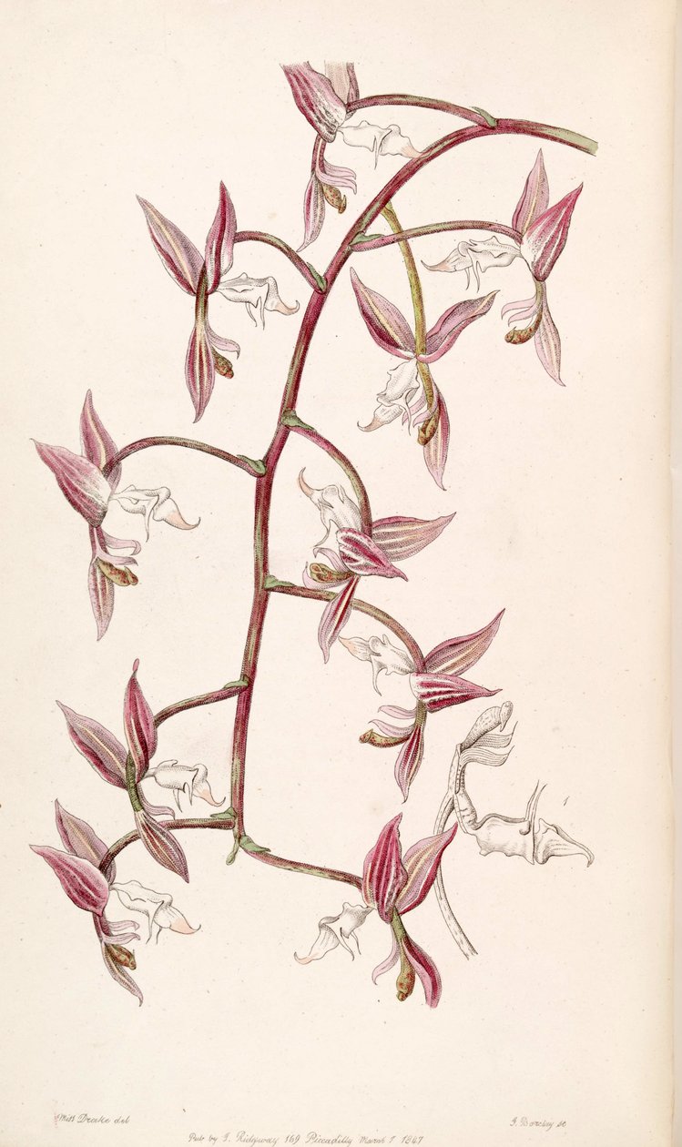 Gongora aromatica (som syn. Gongora bufonia var. Leucochila) af Miss Drake