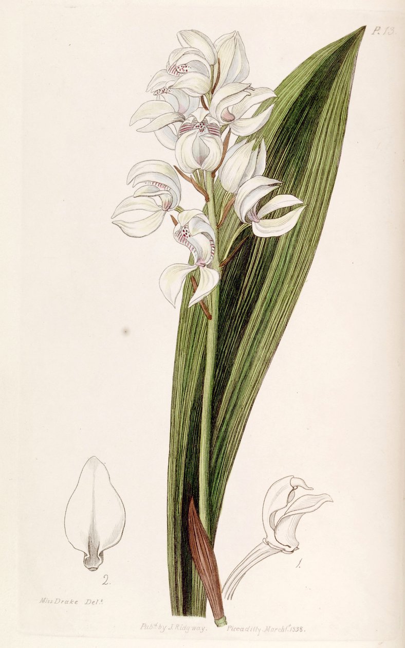 Govenia liliacea af Miss Drake