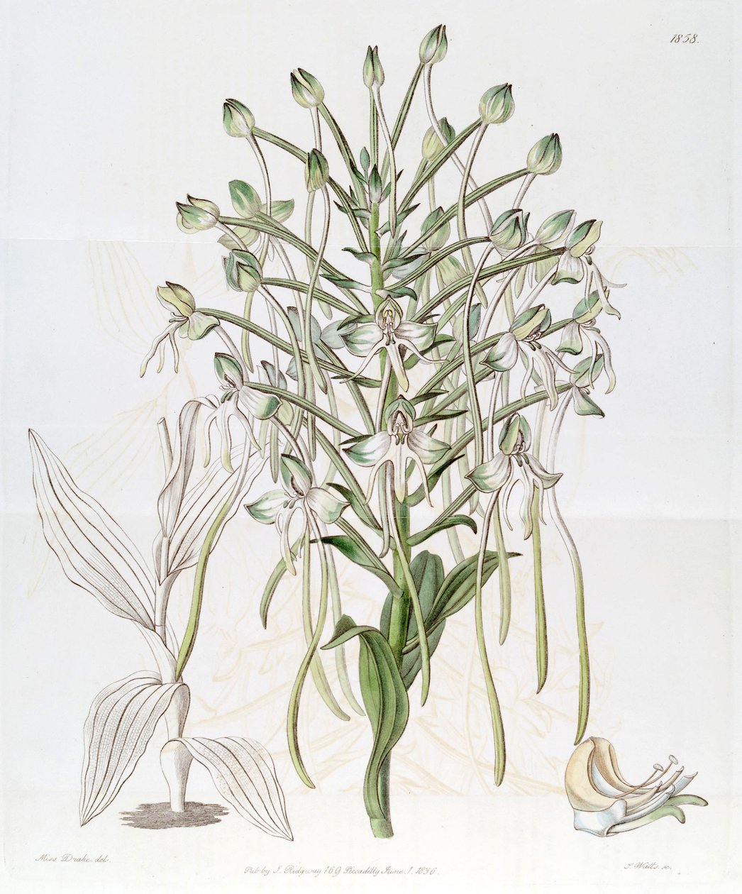 Habenaria procera af Miss Drake