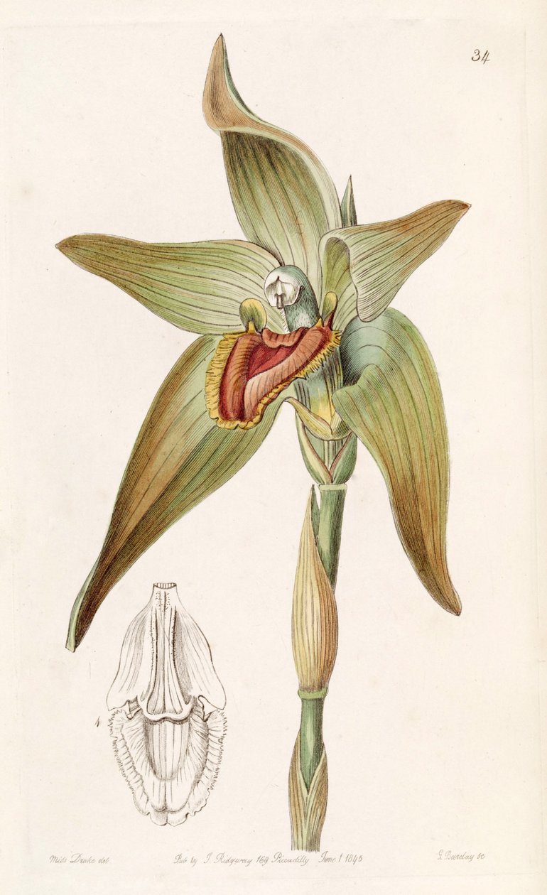 Ida gigantea eller Sudamerlycaste gigantea (som syn. Lycaste gigantea) af Miss Drake