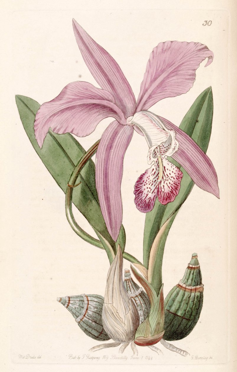 Laelia speciosa (som syn. Laelia majalis) af Miss Drake
