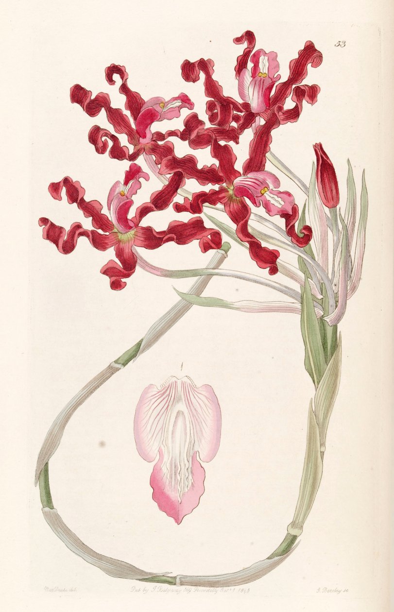 Laelia undulata (som syn. Schomburgkia undulata) af Miss Drake